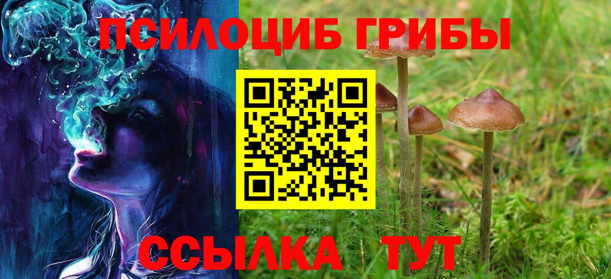 Псилоцибиновые грибы Psilocybe  Вход с VPN  Бердск 
